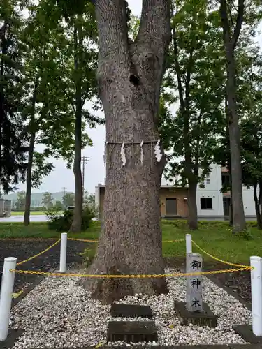 幌加内神社の自然