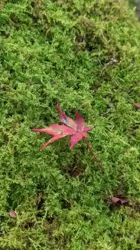古知谷阿弥陀寺(京都府)
