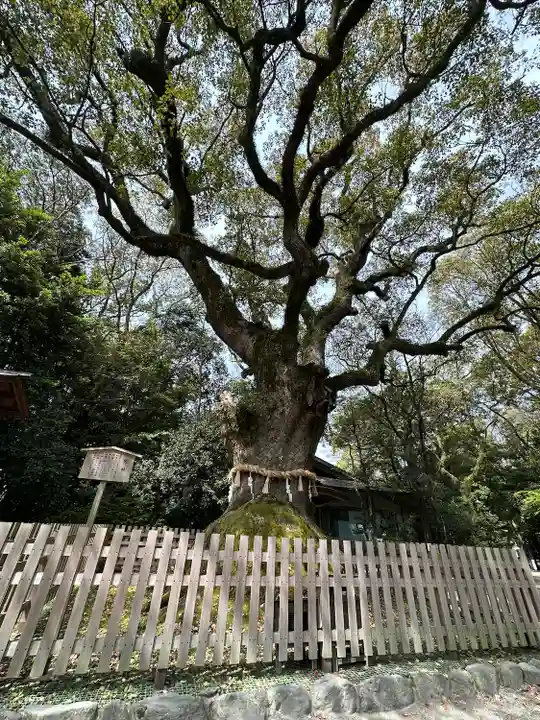 熱田神宮の自然