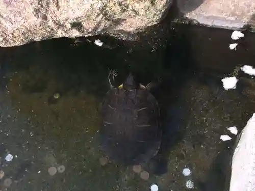 お亀明神社(山口県)
