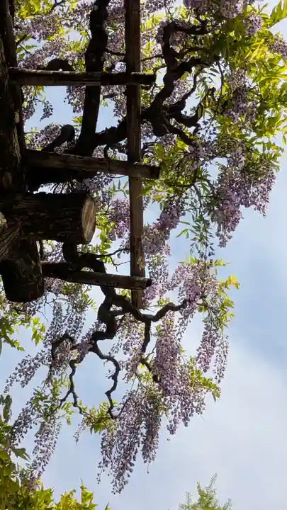 春日大社(奈良県)