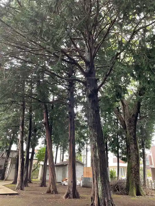 中村八幡神社の自然