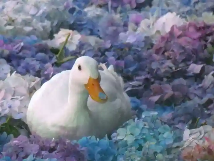 楽法寺(雨引観音)の動物