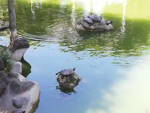 亀戸天神社の動物