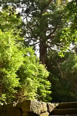 隠岐神社(島根県)