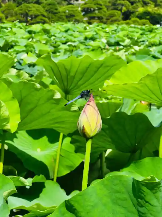 白山神社(新潟県)