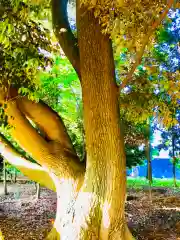 伏木香取神社の自然