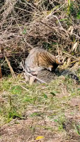七百餘所神社 の動物