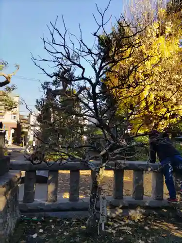 八坂大神の自然