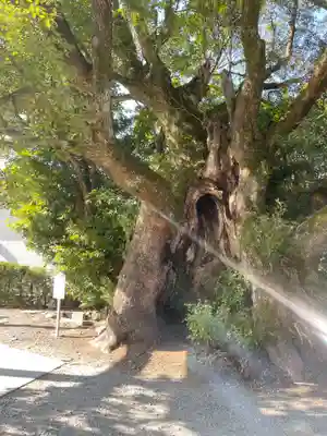 川津来宮神社(静岡県)
