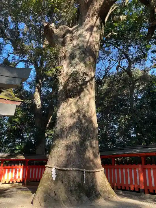 宇佐神宮の自然