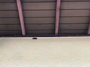 石内のお大師さん 金剛院(広島県)(2023年05月27日(土) 14時58分51秒投稿)