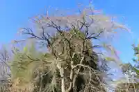 熊野神社の自然