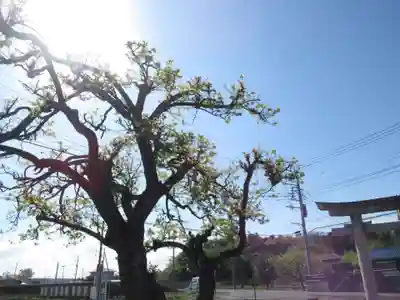 東金野井 天神社(千葉県)