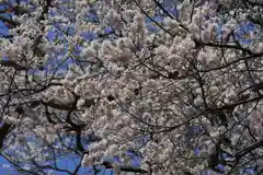 高木神社の自然