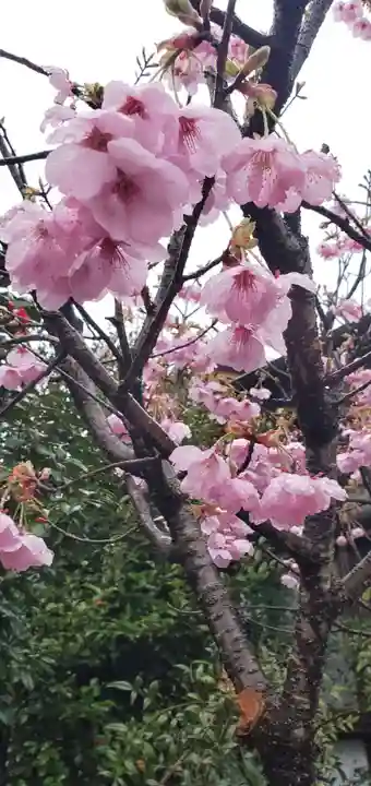 今市報徳二宮神社の自然