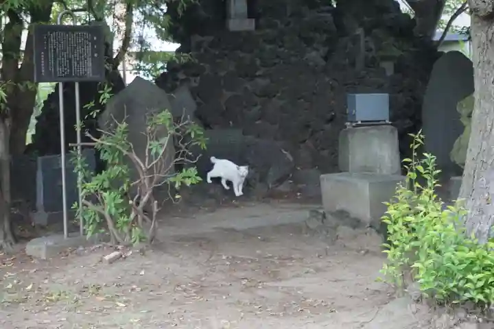 当代島稲荷神社の動物