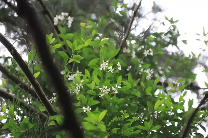 鹿島大神宮の自然