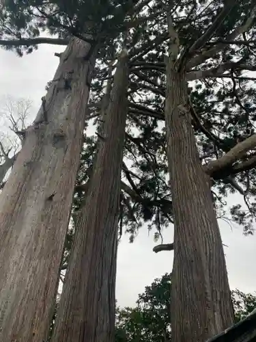 佐味神社の自然