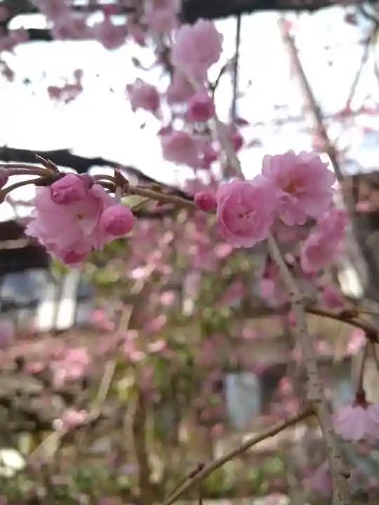 阿智神社の自然