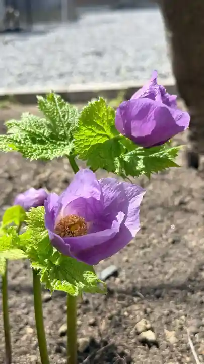妙見寺の{uncategorized: "未分類", other: "その他", undefined: "問題あり", building: "その他建物", grave: "お墓", sacred_gate: "鳥居", guardian: "狛犬", statue: "像", buddha: "仏像", history: "歴史", nature: "自然", garden: "庭園", animal: "動物", pagoda: "塔", temizu: "手水舎", mountain_gate: "山門・神門", sanctuary: "本殿・本堂", subordinate: "末社・摂社", art: "芸術", scenery: "景色", jizo: "地蔵", ema: "絵馬", goshuin: "御朱印", omikuji: "おみくじ", items: "授与品その他", amulet: "お守り", goshuincho: "御朱印帳", eats: "食事", festival: "お祭り", votive_dance: "神楽", shichigosan: "七五三参", wedding: "結婚式", experience: "体験その他", initially: "初詣", around: "周辺", anti_infection: "感染症対策"}