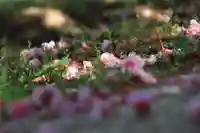 大六天麻王神社の自然