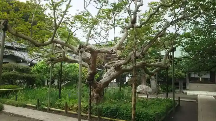 極楽寺(霊鷲山感應院極楽律寺)の庭園