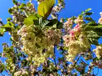 六孫王神社(京都府)
