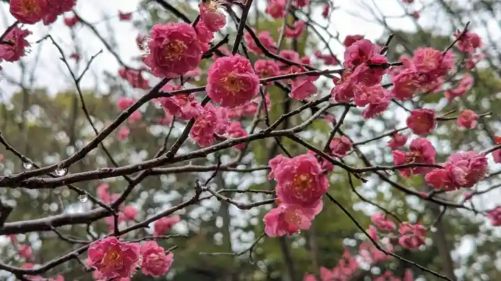 長岡天満宮(京都府)