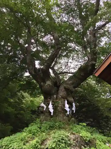 熊野皇大神社の自然