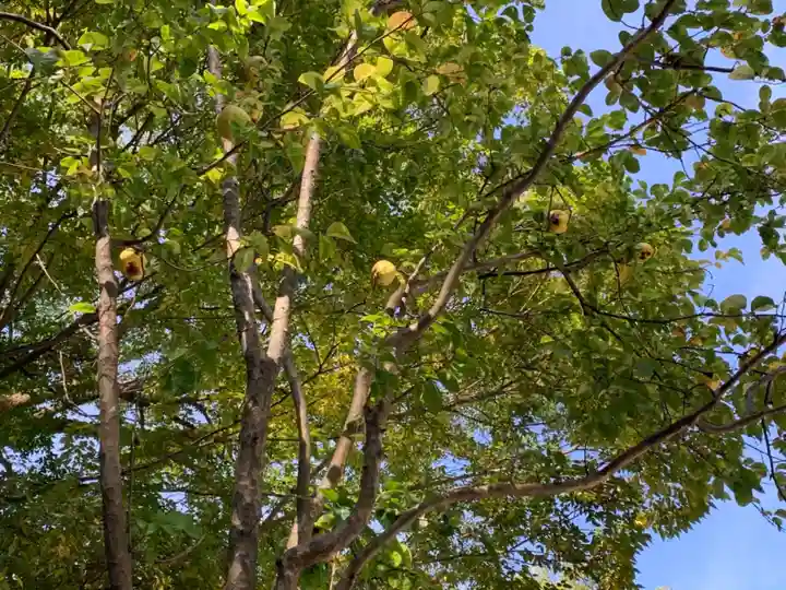 河合神社(鴨川合坐小社宅神社)の自然