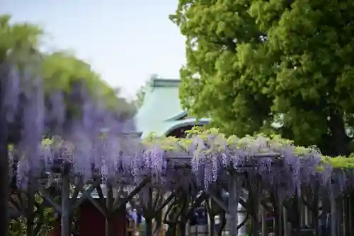 亀戸天神社(東京都)