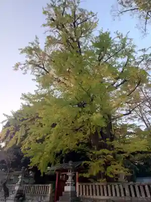 一之宮貫前神社(群馬県)