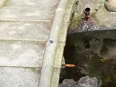 叶神社 (西叶神社)の動物