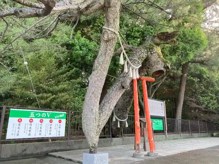 玉村八幡宮(群馬県)