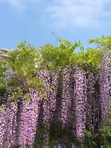 亀戸天神社の自然