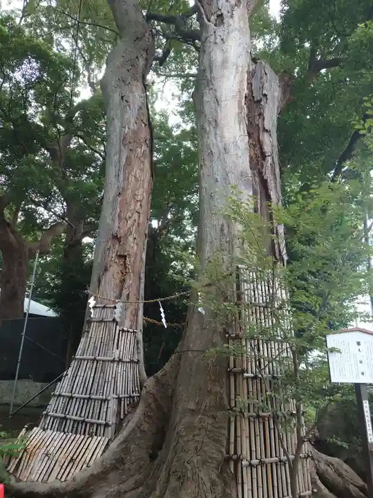 倉見神社の自然