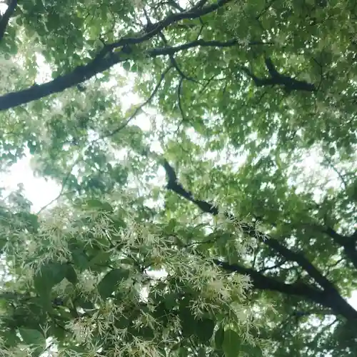 尾張大國霊神社（国府宮）の自然