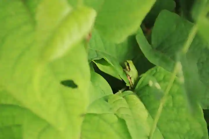 岩上神社の動物