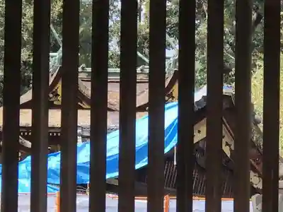 平野神社の本殿・本堂