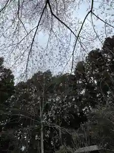 大宮温泉神社(栃木県)(2023年03月31日(金) 07時18分24秒投稿)