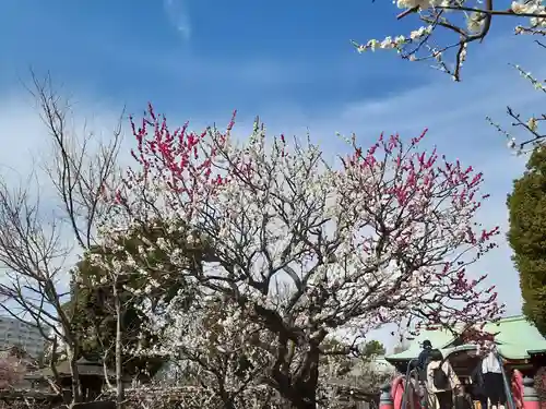 亀戸天神社の景色