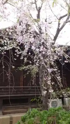 桜神宮(東京都)