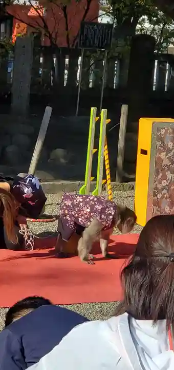 浅草神社の動物