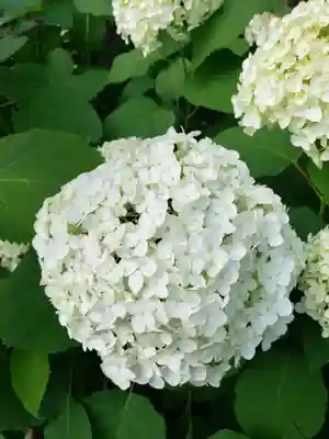 熊野神社(東京都)