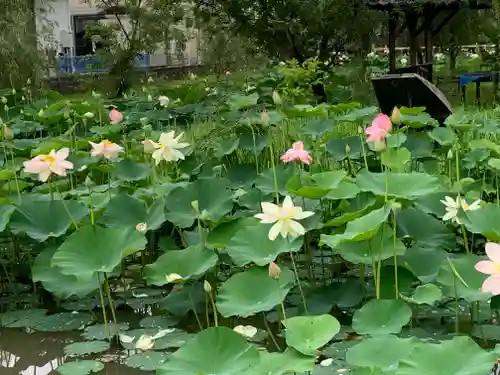 保寧寺の庭園