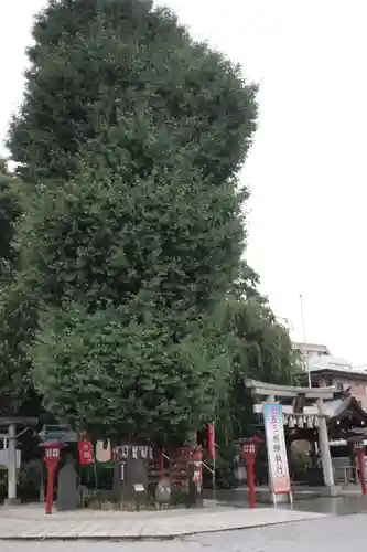 川越八幡宮の自然