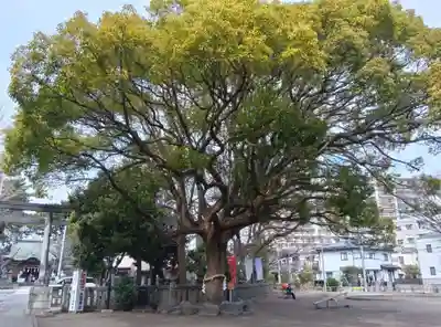 平塚三嶋神社(神奈川県)