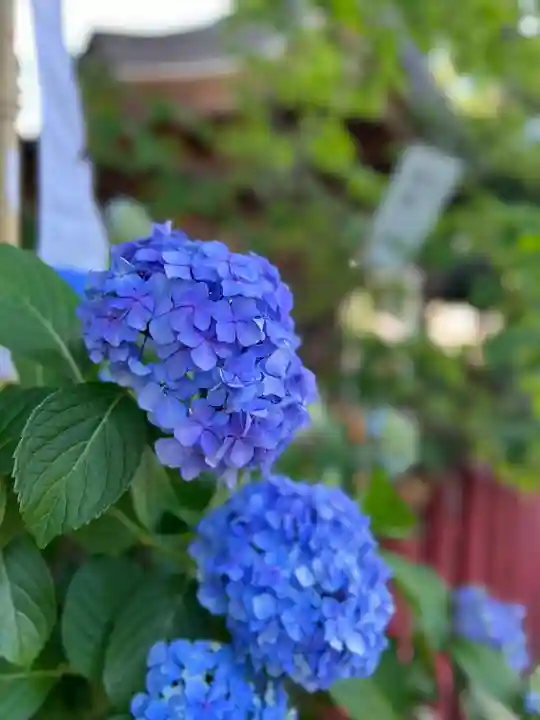 川越八幡宮(埼玉県)