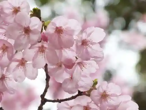 近江神宮の自然